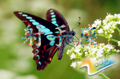 Ќ(du)(i)xʽ