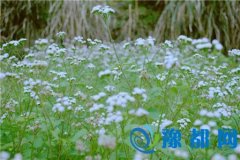 N[@Nؔ(ci)